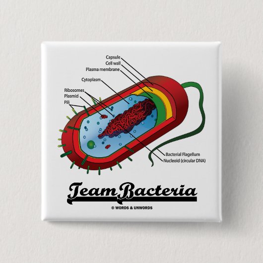 Team-Bakterien (Prokaryote) Button (Vorderseite)