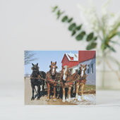 Team der Amish Pferde Postkarte (Stehend Vorderseite)