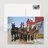 Team der Amish Pferde Postkarte (Vorne/Hinten)