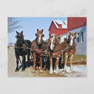 Team der Amish Pferde Postkarte
