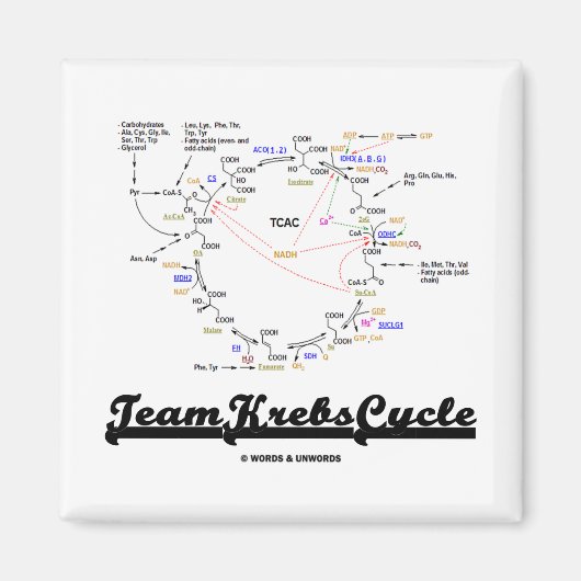 Team Krebs Cycle (Citric Acid Cycle - TCAC) Magnet (Vorne)
