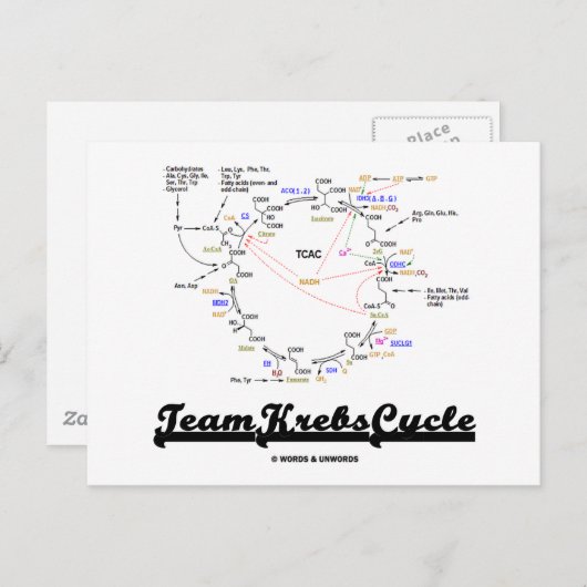 Team Krebs Cycle (Citric Acid Cycle - TCAC) Postkarte (Vorne/Hinten)