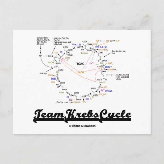 Team Krebs Cycle (Citric Acid Cycle - TCAC) Postkarte (Vorderseite)