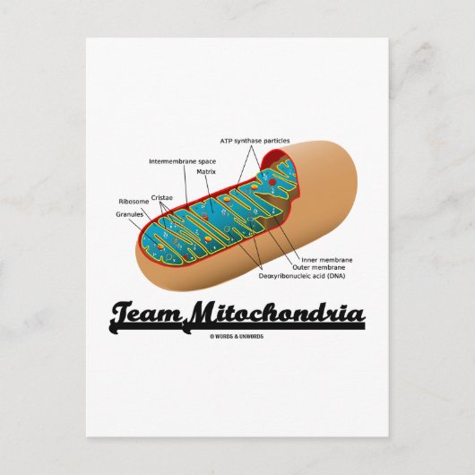 Team Mitochondria (Mitochondrion-Spaß) Postkarte (Vorderseite)