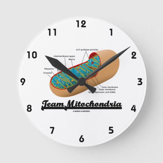 Team-Mitochondrien (Mitochondrion Spaß) Runde Wanduhr (Vorderseite)