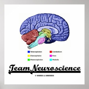 Team Neuroscience (Hirnanatomie Attitude) Poster