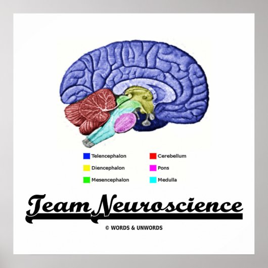 Team Neuroscience (Hirnanatomie Attitude) Poster (Vorne)