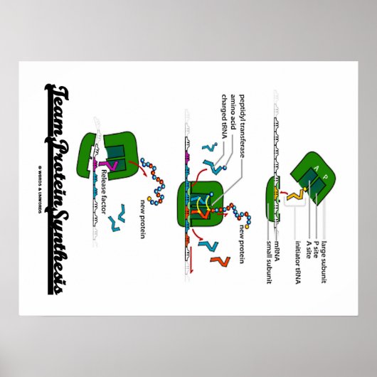 Team-Protein-Synthese (Biologie) Poster (Vorne)