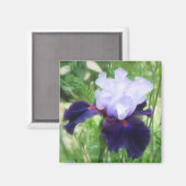 Teamwork - Tall Bearded Iris Magnet (Vorderseite/Rückseite)