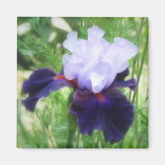 Teamwork - Tall Bearded Iris Magnet (Vorne)