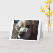 TEARY MIT AUGEN COCKER SPANIEL SAGT: "ICH MISS DIC KARTE (Gelbe Blume)