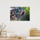 Teasel-Blume im Herbst Poster (Küche)