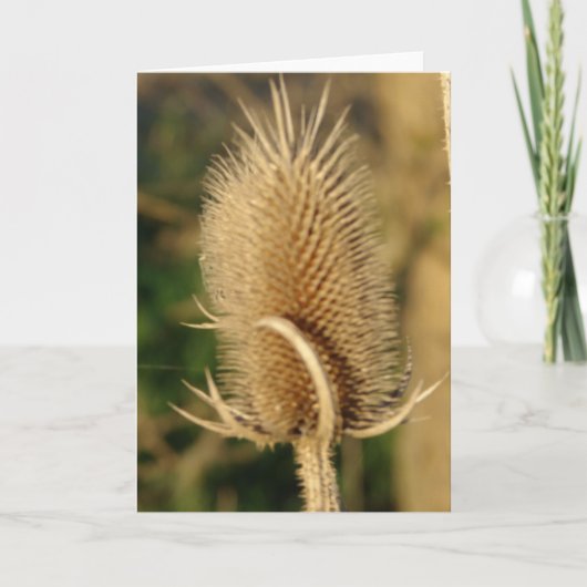 Teasel Karte (Vorderseite)