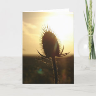 Teasel Sunset Karte
