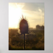 Teasel Sunset Poster (Vorne)