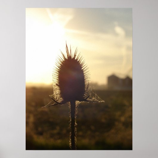 Teasel Sunset Poster (Vorne)