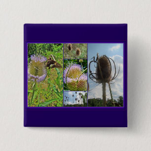 Teasel Thistle - Dipsacus fullonum Button