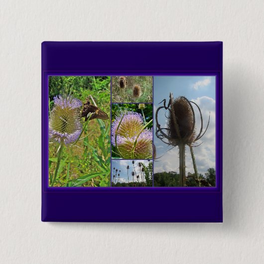 Teasel Thistle - Dipsacus fullonum Button (Vorderseite)
