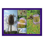 Teasel Thistle - Dipsacus fullonum Fotodruck (Vorne)