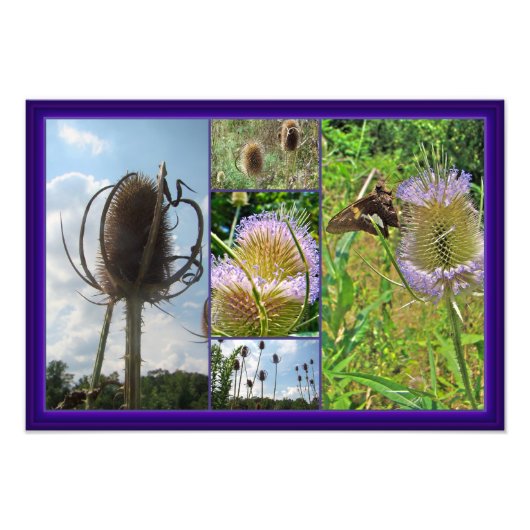 Teasel Thistle - Dipsacus fullonum Fotodruck (Vorne)
