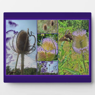 Teasel Thistle - Dipsacus fullonum Fotoplatte