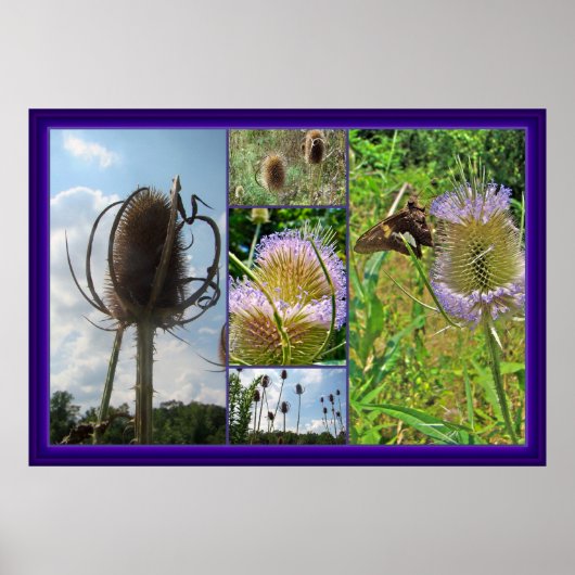 Teasel Thistle - Dipsacus fullonum Poster (Vorne)