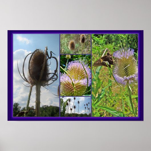 Teasel Thistle - Dipsacus fullonum Poster (Vorne)