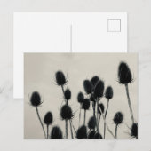 Teasels Postcard Postkarte (Vorne/Hinten)