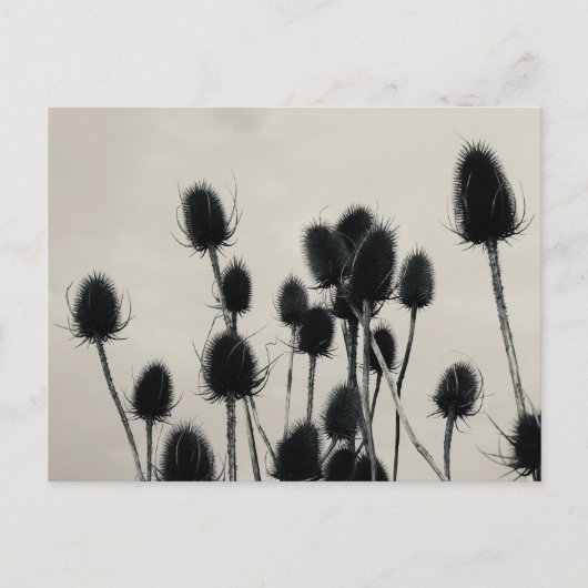 Teasels Postcard Postkarte (Vorderseite)