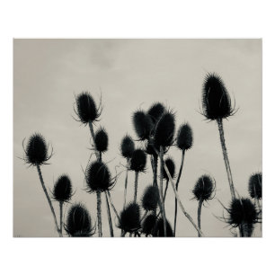 Teasels Poster