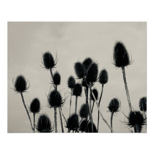 Teasels Poster (Vorderseite)