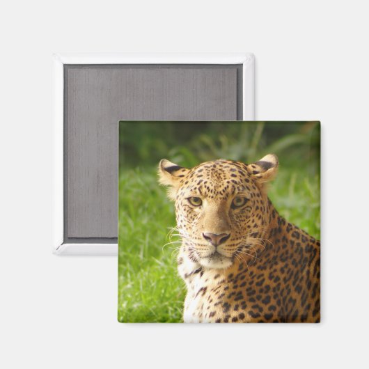 TecBoy Magnet - Leopard (Vorderseite/Rückseite)