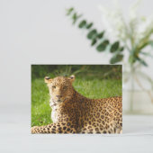 TecBoy Postcard - Leopard Postkarte (Stehend Vorderseite)