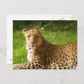 TecBoy Postcard - Leopard Postkarte (Vorne/Hinten)
