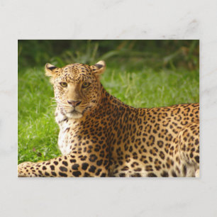 TecBoy Postcard - Leopard Postkarte