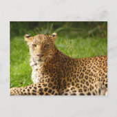 TecBoy Postcard - Leopard Postkarte (Vorderseite)
