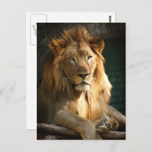 TecBoy Postcard - Lion (Vertikal) Postkarte (Vorne/Hinten)