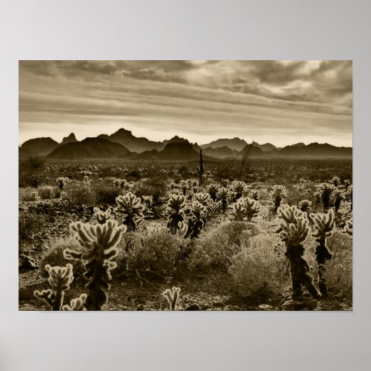 Teddy Bar Cactus Poster (Vorne)