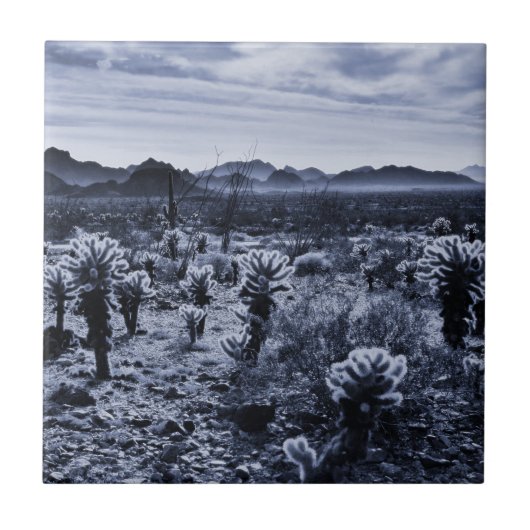 Teddy Bear Cholla Cactus Desert Pflanze Fliese (Vorderseite)