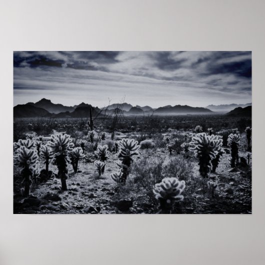 Teddy Bear Cholla Cactus Desert Pflanze Poster (Vorne)