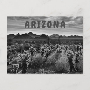 Teddy Bear Cholla Cactus Desert Pflanze Postkarte