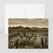 Teddy Bear Cholla Cactus Desert Pflanze Postkarte (Vorne/Hinten)