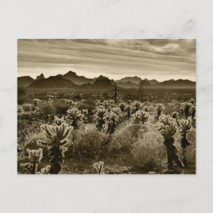Teddy Bear Cholla Cactus Desert Pflanze Postkarte