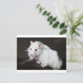 Teddy Bear Hamster Postkarte (Stehend Vorderseite)