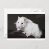 Teddy Bear Hamster Postkarte (Vorne/Hinten)