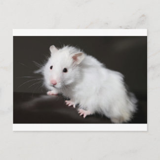 Teddy Bear Hamster Postkarte