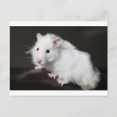 Teddy Bear Hamster Postkarte (Vorderseite)