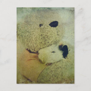 Teddy Bear hugs eine Guinea Pig Postkarte