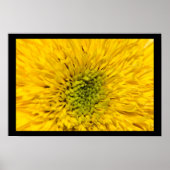 Teddy Bear Sonnenblume Blossom Poster (Vorne)