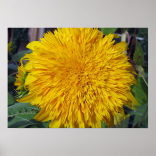 Teddy Bear Sunflower Poster